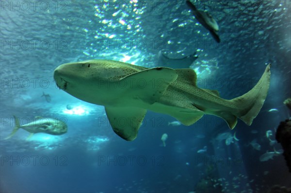 Shark in saltwater aquarium, Lisbon, Lisboa in Portugal