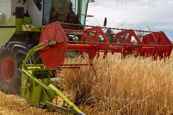 Grain harvest in the district of Bad Duerkheim (Rhineland-Palatinate)