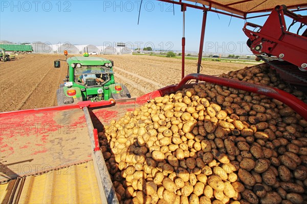 Farmer Hartmut Magin from Mutterstadt harvesting early potatoes in the Palatinate (Mutterstadt, Rhineland-Palatinate)