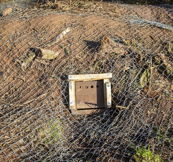 Eviction of badgers clearance of badger sett using metal fencing and one way exit gates, part of HS2 project near Kenilworth, Warwickshire, England, November 2020