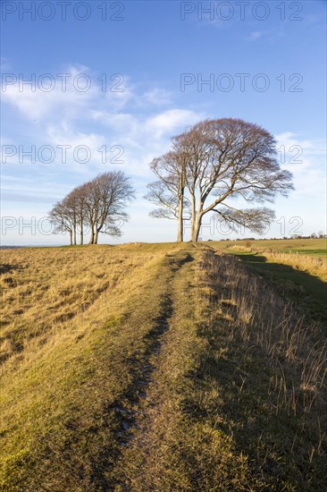 Common beech trees, Fagus sylvatica, winter Oliver's Castle, Roundway Down, Wiltshire, England, UK