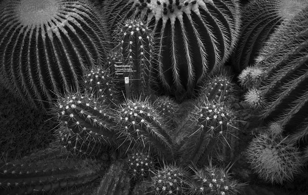 Golden globe cactus (Echinocactus platyacanthus) and farmer's cactus (Echinopsis candicans), cactus house, greenhouse, Wilhelma, Zoological-Botanical Garden, Stuttgart, Baden-Wuerttemberg, Germany, Europe
