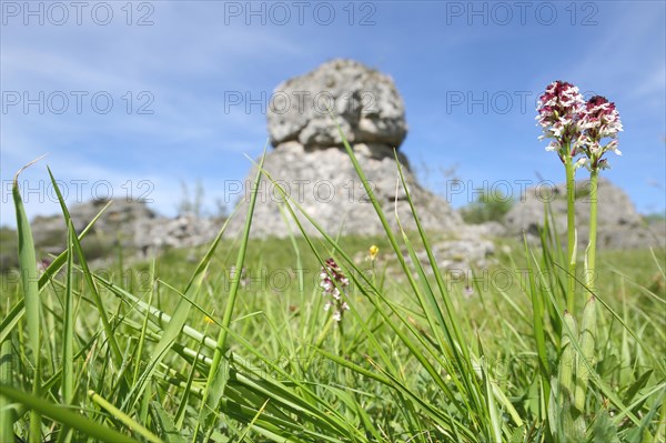 Burnt-tip orchid (Orchis ustulata), rock formation, limestone rock, limestone, environment, blades of grass, landscape, Chaos de Nimes le Vieux, Causse Mejean, Cevennes, Massif Central, France, Europe