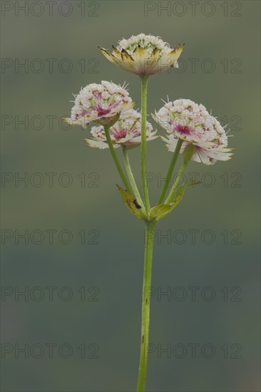 Large astrantia (Astrantia major), Hahnenkopf, Fontanella, Faschina, Vorarlberg, Alps, Austria, Europe