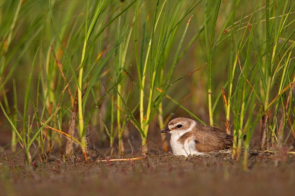 Kentish plover (Charadrius alexandrinus) Female breeding on the ground at the water's edge, Danube Delta Biosphere Reserve, Romania, Europe