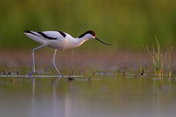 Black-capped avocet (Recurvirostra avosetta), Danube Delta Biosphere Reserve, Romania, Europe