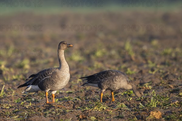 Bean goose (Anser fabalis), Texel, Netherlands