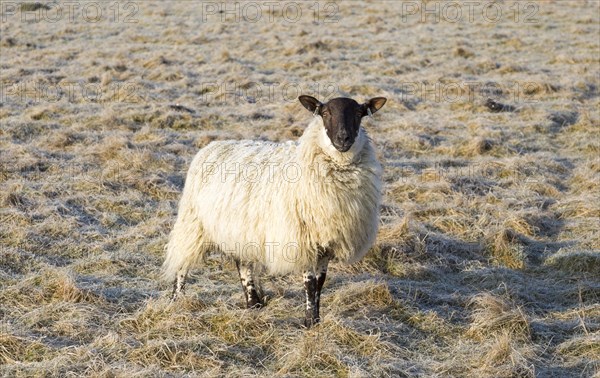 Scotch mule sheep grazing frosty Windmill Hill, a Neolithic causewayed enclosure, near Avebury, Wiltshire, England, UK