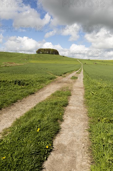 Path leading towards chalk scarp slope at Furze Knoll, Morgan's Hill, Marlborough Downs, Wiltshire, England, UK