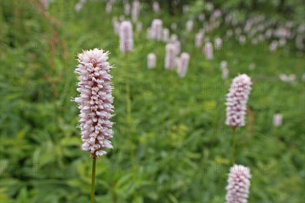 Meadow with meadow bistort (Persicaria bistorta), depth of field, blurred, Grosser Feldberg, Schmitten, Taunus, Hesse, Germany, Europe