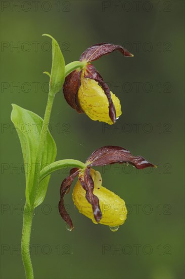 Yellow lady's slipper orchid (Cypripedium calceolus), two, water droplets, nature photography, Grosskochberg, Thuringia, Germany, Europe