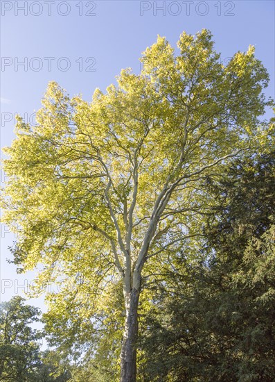 London plane tree, Platanus x hispanica, National arboretum, Westonbirt arboretum, Gloucestershire, England, UK