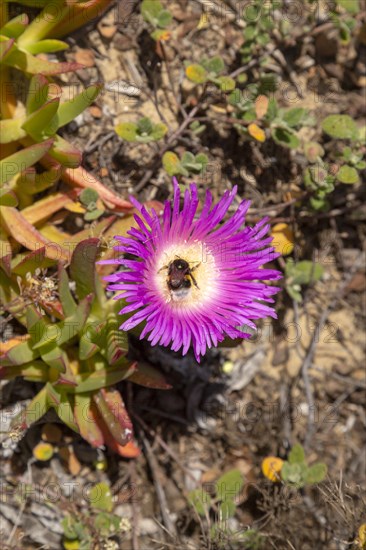 Pink purple flower of Carpobrotus edulis, a ground-creeping plant with succulent leaves native to South Africa. Also known as Hottentot-fig, ice plant, highway ice plant or pigface and in South Africa as the sour fig. Now naturalised along the Atlantic coast of Portugal where it is considered an invasive species and planting it is prohibited. The Hottentot fig is a major threat to the conservation of rare indigenous Portuguese plants. Southwest Alentejo and Vicentina Coast Natural Park, 29 March 2019