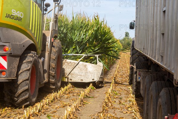 Rhineland-Palatinate, Germany: Maize harvesting (maize chopping) for the Alexanderhof biogas plant in Hochdorf-Assenheim