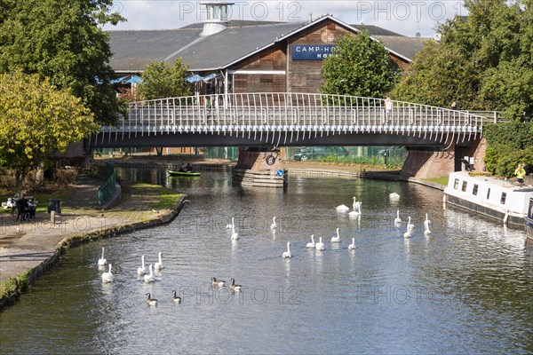 Swan on Kennet and Avon canal in the town centre of Newbury, Berkshire, England, UK