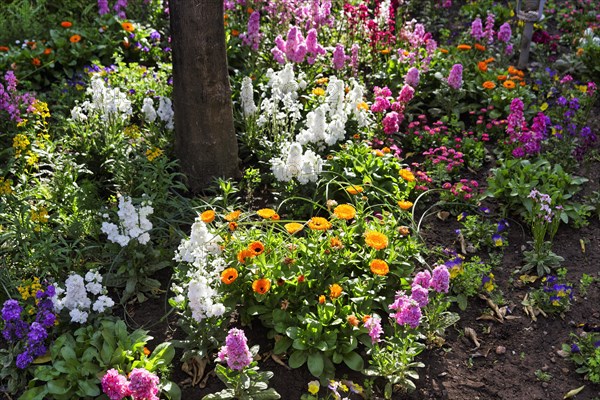 Splendour of flowers in spring, gardens, arabic, islamic, oriental, light and shade, Generalife Gardens, Alhambra, Granada, Spain, Europe