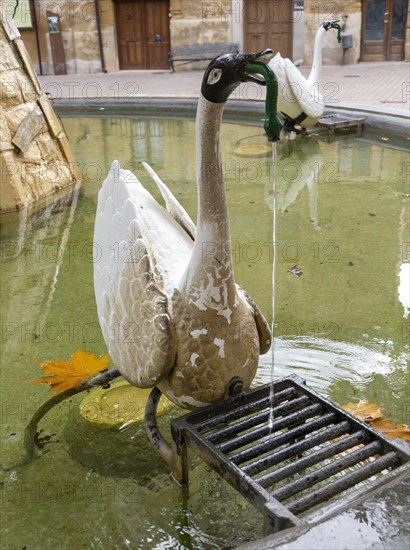 Swan in water fountain pond of main square, village of San Vicente de la Sonsierra, La Rioja, Spain, Europe