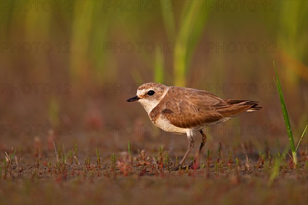 Kentish plover (Charadrius alexandrinus) female, Danube Delta Biosphere Reserve, Romania, Europe