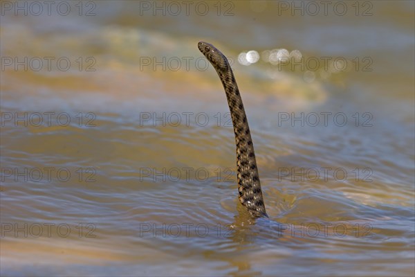 Dice snake (Natrix tessellata), Danube Delta Biosphere Reserve, Romania, Europe