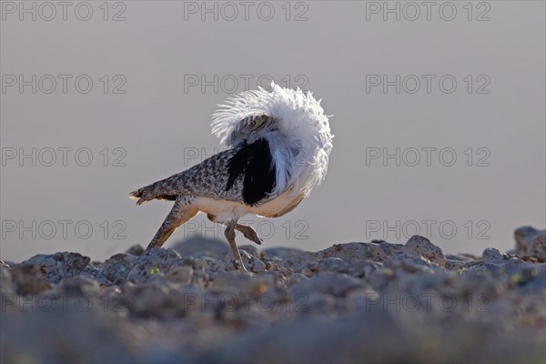 Saharan Houbara Bustard (Chlamydotis undulata fuertaventurae), mating male, Fuerteventura, Spain, Europe