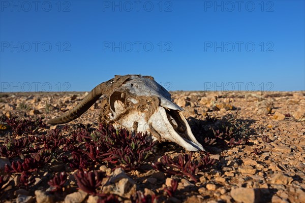 Skull of a goat, semi-desert near Tindaya, Fuerteventura, Canary Islands, Spain, Europe