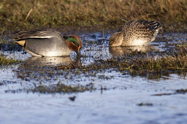 Eurasian teal (Anas crecca), pair in breeding plumage, Texel, Netherlands