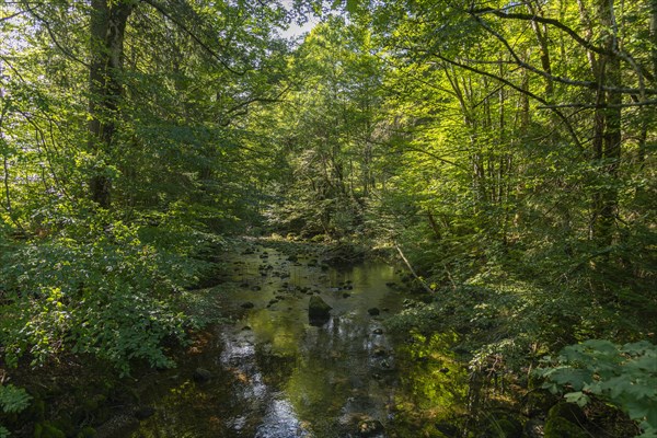 Leckner Ach, Lecknersee, Buckelwiese, municipality of Dornbirn, Wald, Bregenzerwald, Voralberg, Austria, Europe