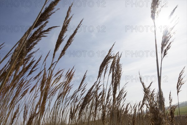 Close up of seed heads and stalks of tall reeds near the coast at Bawdsey, Suffolk, England, UK
