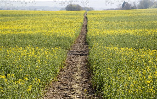 Footpath crossing filed of yellow flowering oilseed rape crop, near Wroughton, Wiltshire, England, UK