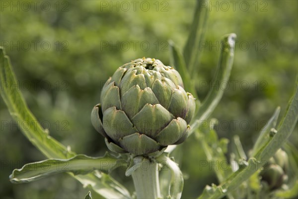 Close up of globe artichoke growing summer allotment gardens, Shottisham, Suffolk, England, Uk