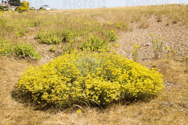 The Curry plant, Helichrysum italicum, yellow flowers, Shingle Street, Hollesley, Suffolk, England, UK