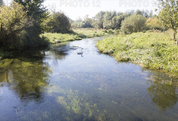 Swan swimming on the Salisbury River Avon, Fifield, near Netheravon, Wiltshire, England, UK