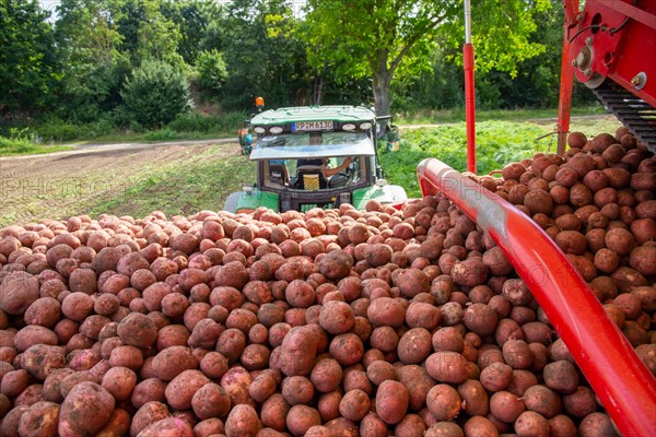 Agriculture harvest of industrial potatoes in the Palatinate. In contrast to table potatoes, these potatoes are processed into crisps, French fries, etc. (Schifferstadt, Germany, 08/07/2022), Europe