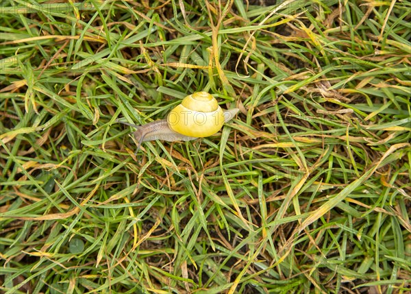 Grove snail, brown-lipped snail or Lemon snail Cepaea nemoralis, Berkshire, England, UK