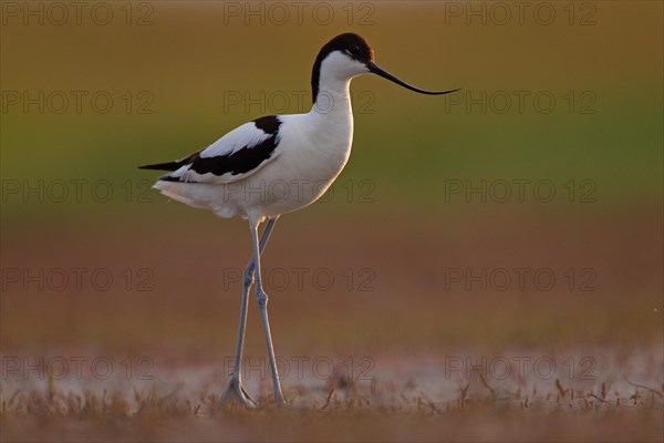 Black-capped avocet (Recurvirostra avosetta), Danube Delta Biosphere Reserve, Romania, Europe