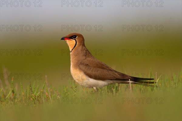 Collared pratincole (Glareola pratincola), Danube Delta Biosphere Reserve, Romania, Europe