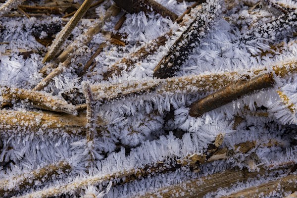 Severe frost has formed bizarre ice formations in the riverbed of the Gottleuba. Ice crystals on reed stems, Bergieshuebel, Saxony, Germany, Europe