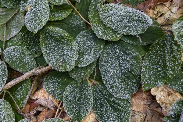 Ice crystals on blackberry leaves in the Gottleuba valley, Bergieshuebel, Saxony, Germany, Europe