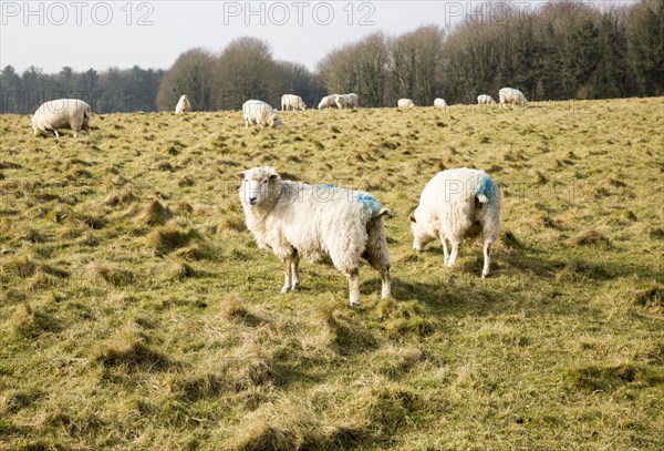 Sheep grazing on chalk downland grassland on Salisbury Plain, near Durrington, Wiltshire, England, Uk