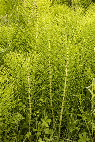 Common Horsetail Equisetum arvense plant, Suffolk, England, UK