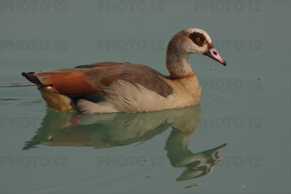 Egyptian goose (Alopochen aegyptiacus), swimming, reflection, distortion, distorted, mirror image, Raunheim, Hesse, Germany, Europe