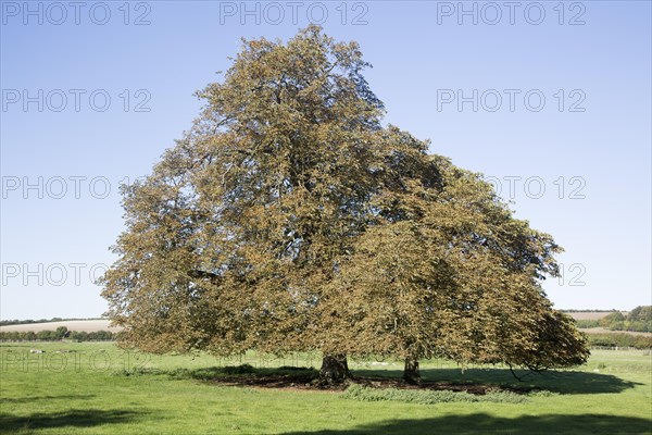 Horse chestnut tree, Aesculus, hippocastanum, in autumn leaf standing in field, West Overton, Wiltshire, England, UK