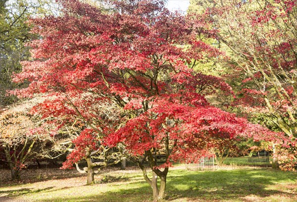 Japanese maple tree in autumn colour, Acer Palmatum, National arboretum, Westonbirt arboretum, Gloucestershire, England, UK