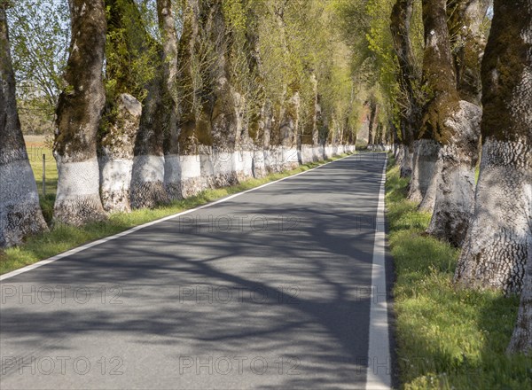 Iconic road through grove of ash trees with whitewashed bases of their trunks, Fraxinus angustifolia, near Portagem, Alto Alentejo, Portugal, Southern Europe, Europe