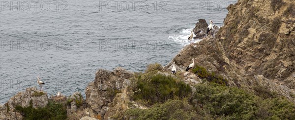 Rocky rugged coastline near Azenha do Mar, Alentejo Littoral, Portugal, southern Europe with white storks (Ciconia ciconia) nesting on cliffs, the only place in the world where they nest on the coast, Europe