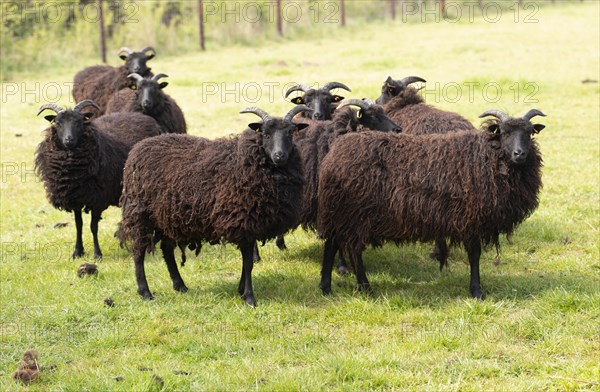 Hebridean sheep in field, Sutton, Suffolk, England, UK