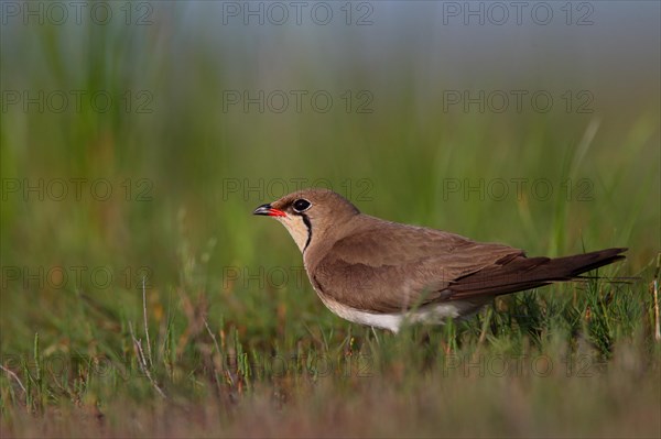 Collared pratincole (Glareola pratincola), Danube Delta Biosphere Reserve, Romania, Europe