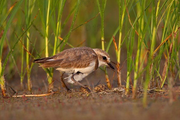 Kentish plover (Charadrius alexandrinus) Female breeding on the ground at the water's edge, Danube Delta Biosphere Reserve, Romania, Europe