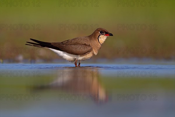 Collared pratincole (Glareola pratincola), Danube Delta Biosphere Reserve, Romania, Europe