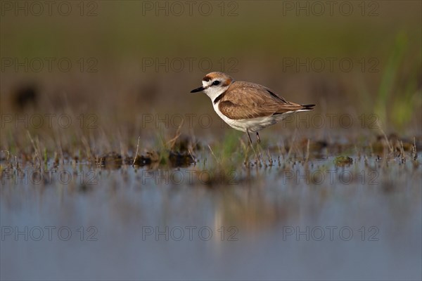 Kentish plover (Charadrius alexandrinus) male, Danube Delta Biosphere Reserve, Romania, Europe